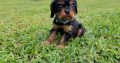 cavalier king Charles Spaniel Puppies Available for sale