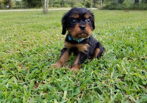 cavalier king Charles Spaniel Puppies Available for sale