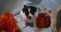 Jack Rusel Puppies Available for sal