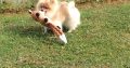 Pomeranian Puppies Available for sale