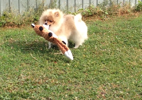 Pomeranian Puppies Available for sale