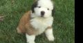 Saint Bernard Puppies Available for sale