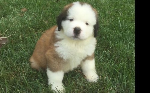 Saint Bernard Puppies Available for sale