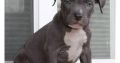 Pitbull Pups Puppies Available for sale