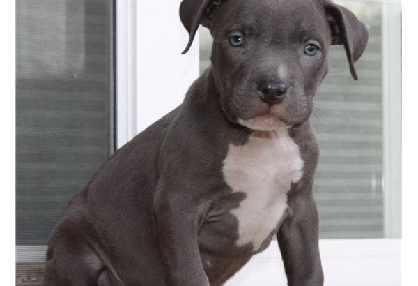 Pitbull Pups Puppies Available for sale