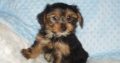Golden Retriever Puppies For Sale