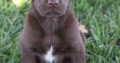 Labrador Retrieve