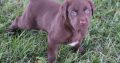 Labrador Retrieve