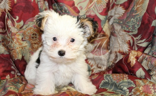 Teacup Yorkie for sale
