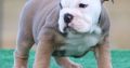 English Bulldog Puppies for sale