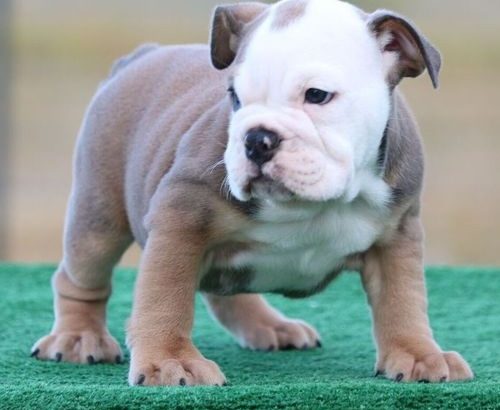 English Bulldog Puppies for sale