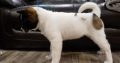 Akita puppies for love home