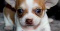 Chihuahua pups ready for love home