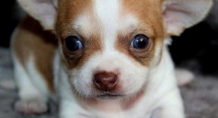 Chihuahua pups ready for love home