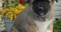 Akita puppies for love home