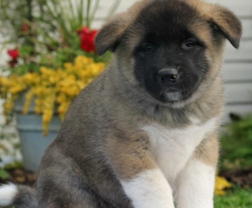 Akita puppies for love home