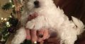 Maltese puppies ready to go to their new home