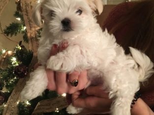 Maltese puppies ready to go to their new home