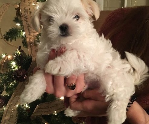 Maltese puppies ready to go to their new home