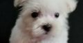 Maltese puppies ready to go to their new home