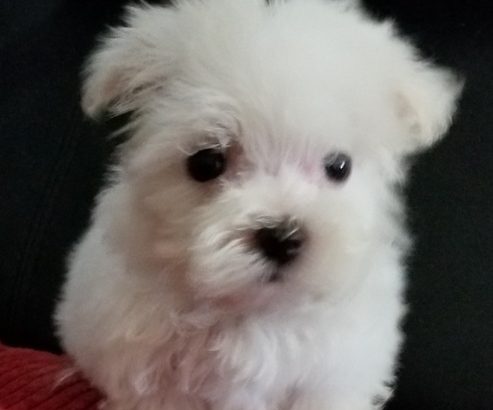 Maltese puppies ready to go to their new home