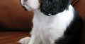 Cavalier King Charles Spaniel for Christmas gift