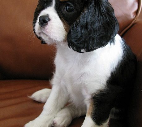 Cavalier King Charles Spaniel for Christmas gift