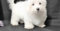 Maltese puppies ready to go to their new home