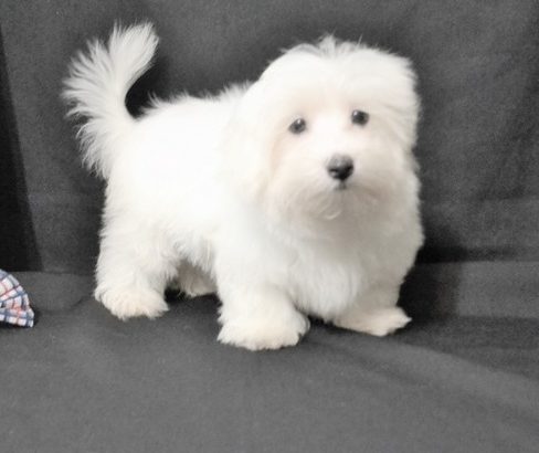 Maltese puppies ready to go to their new home