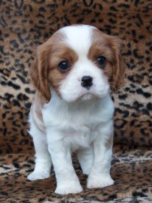 Cavalier King Charles Spaniel for Christmas gift