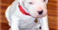 Dogo Argentino pups ready to go