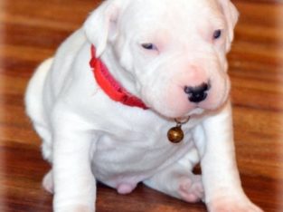 Dogo Argentino pups ready to go