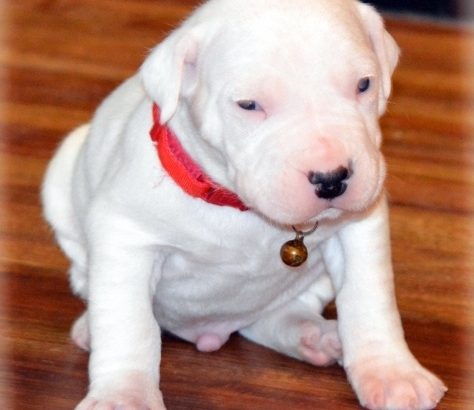 Dogo Argentino pups ready to go