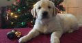 Golden retriever pups for sale