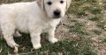 Golden retriever pups for sale