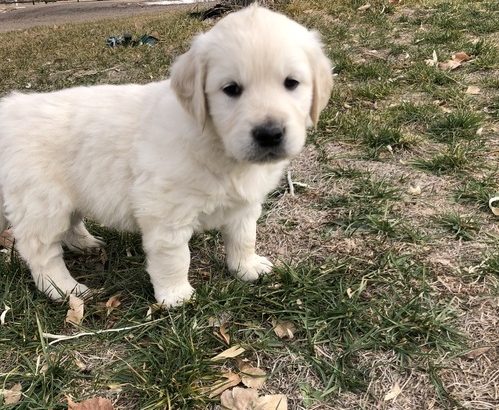 Golden retriever pups for sale