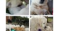Golden retriever puppies