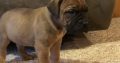 Beautiful bullmastiff pups for sale