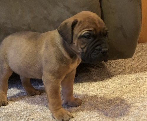 Beautiful bullmastiff pups for sale