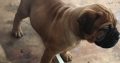 Beautiful bullmastiff pups for sale