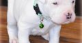 Dogo Argentino pups ready to go