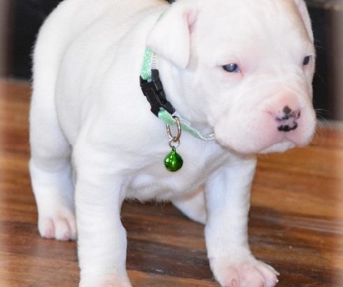 Dogo Argentino pups ready to go
