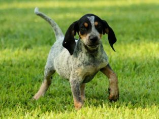 Bluetick Coonhound puppies from a champion bloodline.