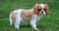 Cavalier King Charles Spaniel puppies (worshondjies / worsies)