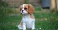 Cavalier King Charles Spaniel puppies (worshondjies / worsies)