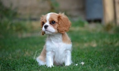 Cavalier King Charles Spaniel puppies (worshondjies / worsies)