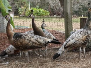 Peacocks and Peahens Pairs