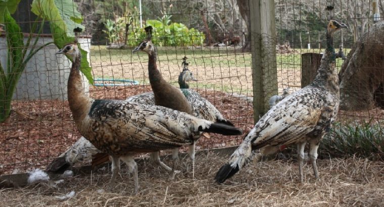Peacocks and Peahens Pairs