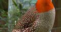 Tragopans Pheasants Fowls