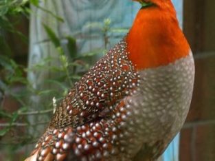Tragopans Pheasants Fowls